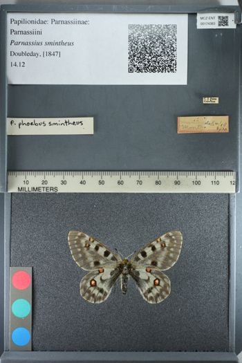 Media type: image;   Entomology 174383
